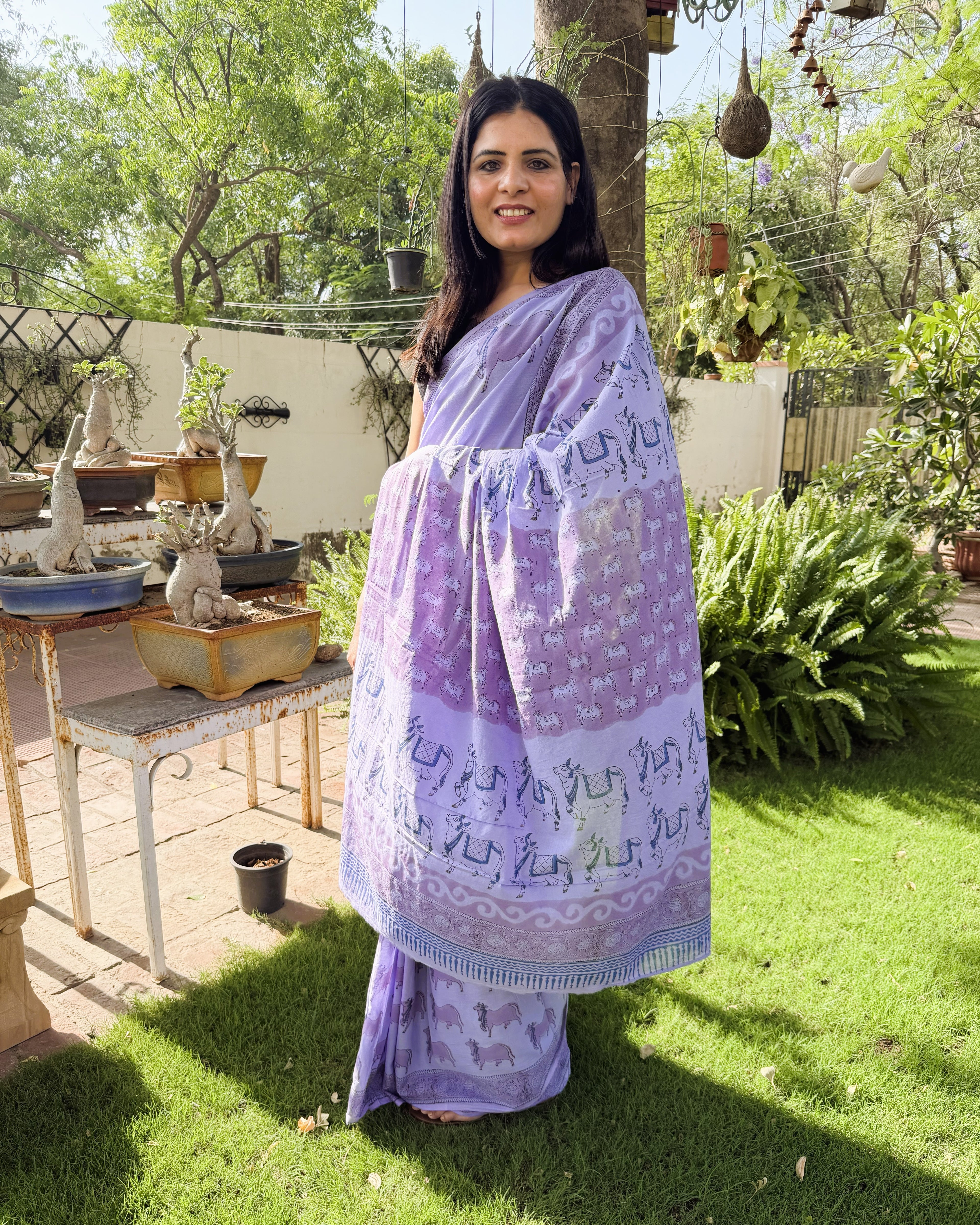 full front drape purple mul cotton saree with cow print